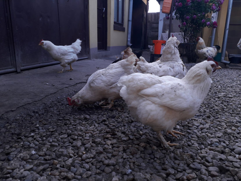  - Găini MATCĂ MATURĂ - eclozate în 2021 - fotografiate miercuri 15 mai 2024