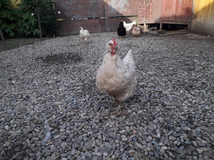  - Găini MATCĂ MATURĂ - eclozate în 2021 - fotografiate miercuri 15 mai 2024