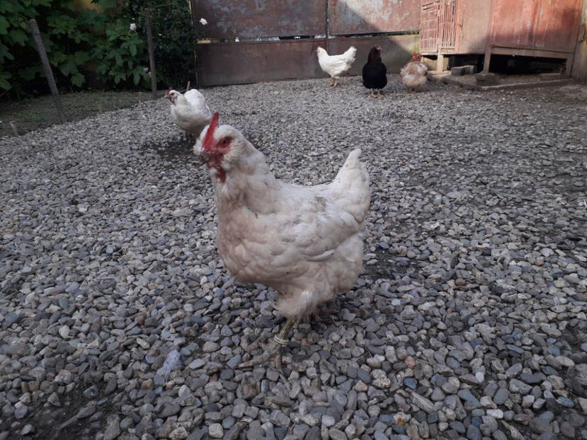  - Găini MATCĂ MATURĂ - eclozate în 2021 - fotografiate miercuri 15 mai 2024