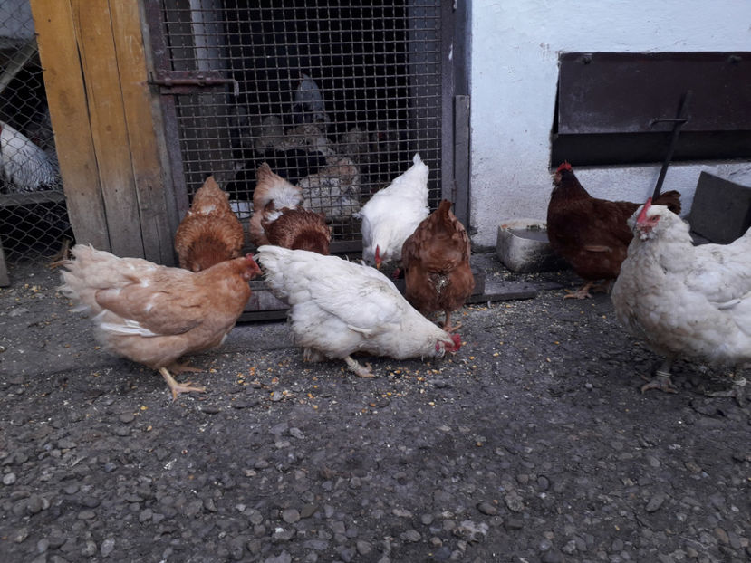  - Găini MATCĂ MATURĂ - eclozate în 2021 - fotografiate miercuri 15 mai 2024