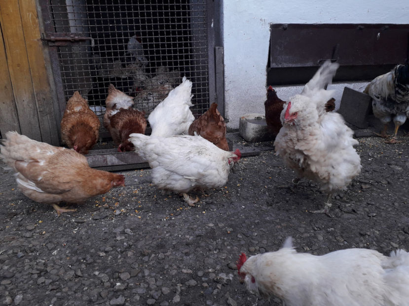  - Găini MATCĂ MATURĂ - eclozate în 2021 - fotografiate miercuri 15 mai 2024