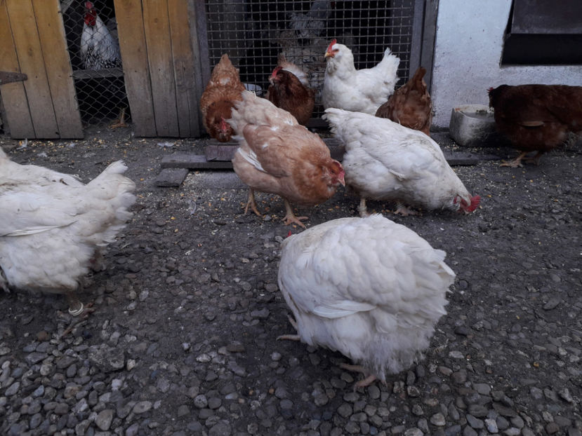  - Găini MATCĂ MATURĂ - eclozate în 2021 - fotografiate miercuri 15 mai 2024