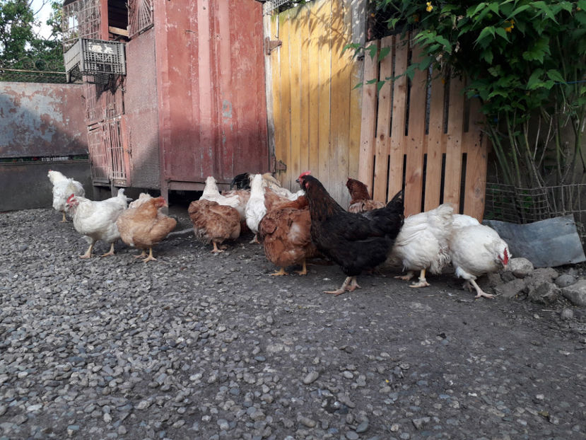  - Găini MATCĂ MATURĂ - eclozate în 2021 - fotografiate miercuri 15 mai 2024