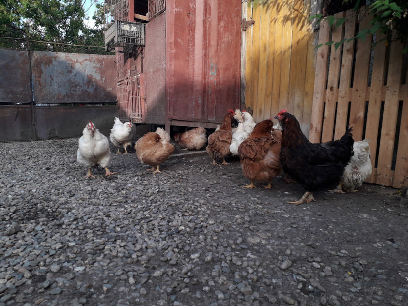  - Găini MATCĂ MATURĂ - eclozate în 2021 - fotografiate miercuri 15 mai 2024