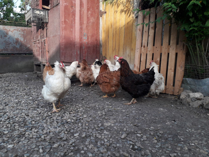  - Găini MATCĂ MATURĂ - eclozate în 2021 - fotografiate miercuri 15 mai 2024