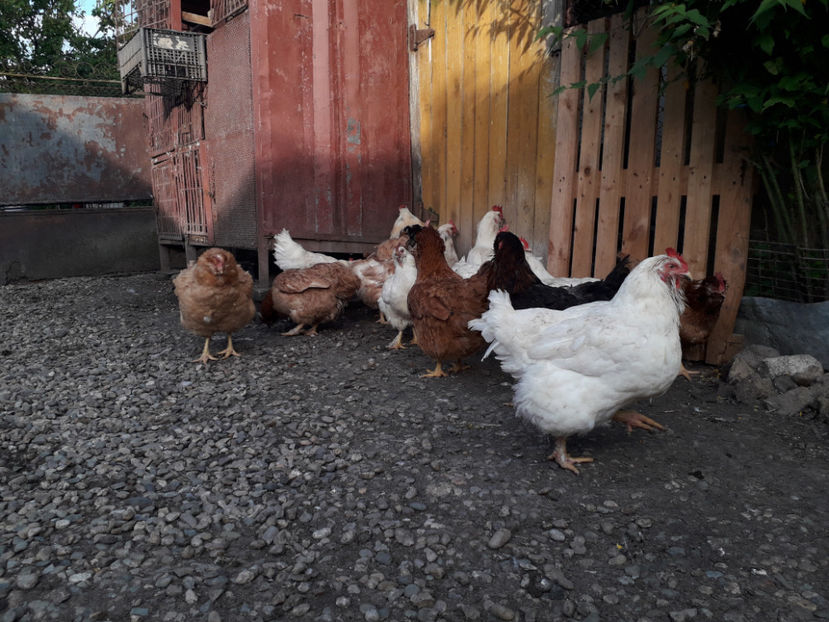  - Găini MATCĂ MATURĂ - eclozate în 2021 - fotografiate miercuri 15 mai 2024