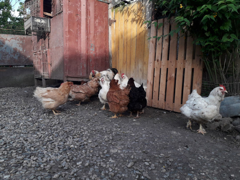  - Găini MATCĂ MATURĂ - eclozate în 2021 - fotografiate miercuri 15 mai 2024