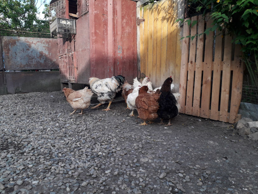  - Găini MATCĂ MATURĂ - eclozate în 2021 - fotografiate miercuri 15 mai 2024