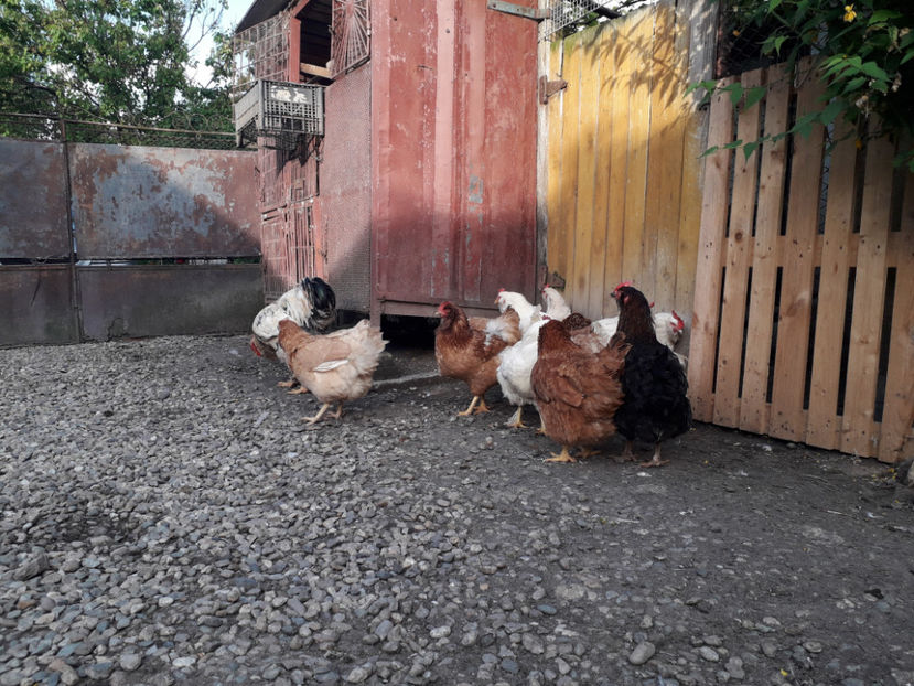  - Găini MATCĂ MATURĂ - eclozate în 2021 - fotografiate miercuri 15 mai 2024