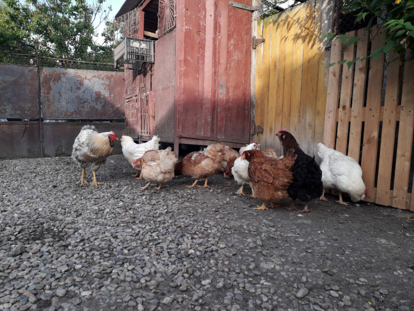  - Găini MATCĂ MATURĂ - eclozate în 2021 - fotografiate miercuri 15 mai 2024