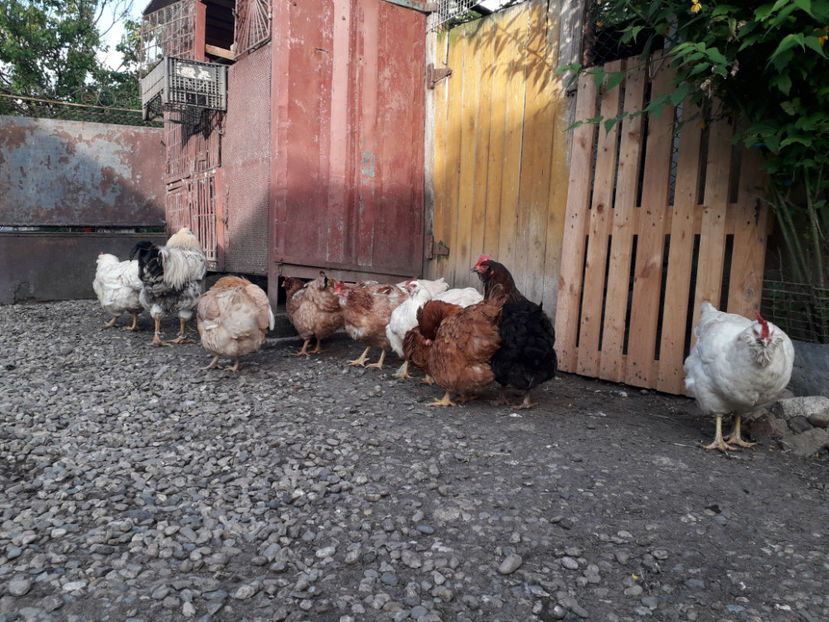  - Găini MATCĂ MATURĂ - eclozate în 2021 - fotografiate miercuri 15 mai 2024