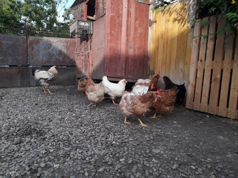  - Găini MATCĂ MATURĂ - eclozate în 2021 - fotografiate miercuri 15 mai 2024