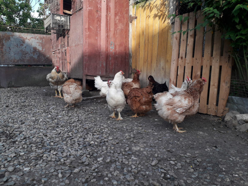  - Găini MATCĂ MATURĂ - eclozate în 2021 - fotografiate miercuri 15 mai 2024