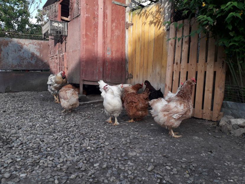  - Găini MATCĂ MATURĂ - eclozate în 2021 - fotografiate miercuri 15 mai 2024