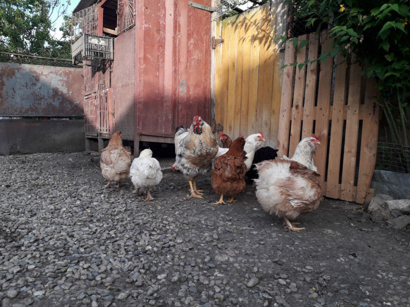  - Găini MATCĂ MATURĂ - eclozate în 2021 - fotografiate miercuri 15 mai 2024