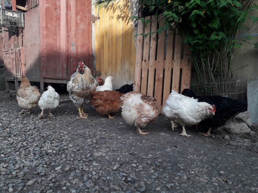  - Găini MATCĂ MATURĂ - eclozate în 2021 - fotografiate miercuri 15 mai 2024