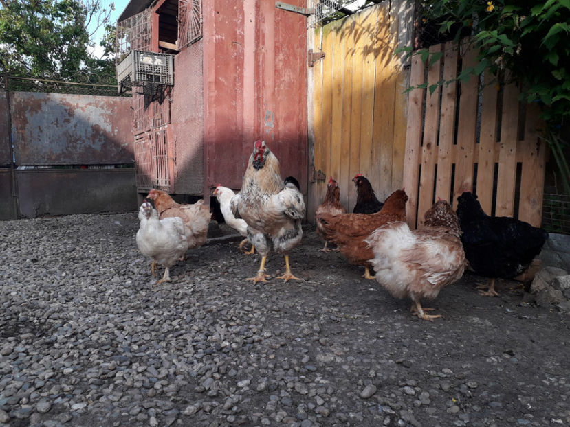  - Găini MATCĂ MATURĂ - eclozate în 2021 - fotografiate miercuri 15 mai 2024