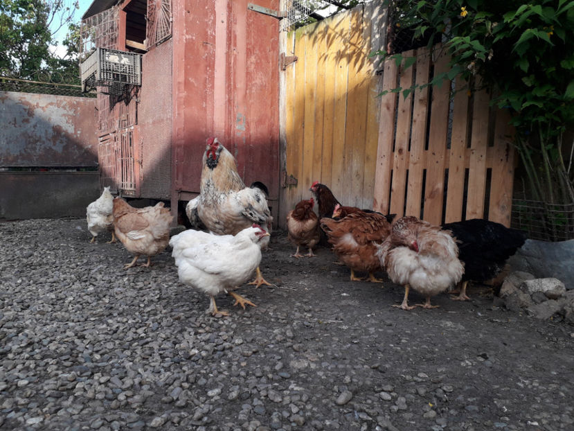  - Găini MATCĂ MATURĂ - eclozate în 2021 - fotografiate miercuri 15 mai 2024