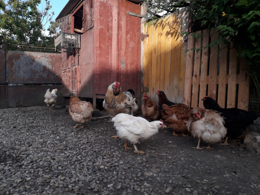  - Găini MATCĂ MATURĂ - eclozate în 2021 - fotografiate miercuri 15 mai 2024