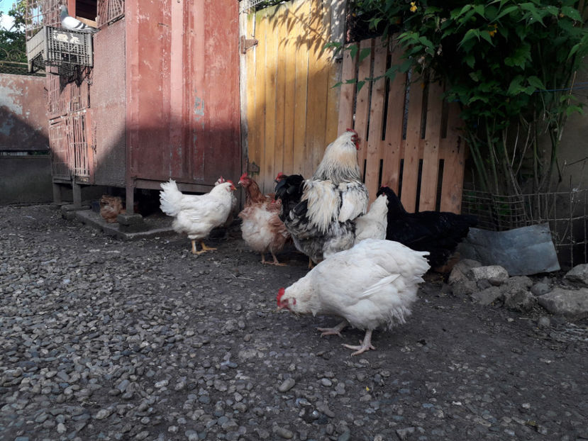  - Găini MATCĂ MATURĂ - eclozate în 2021 - fotografiate miercuri 15 mai 2024
