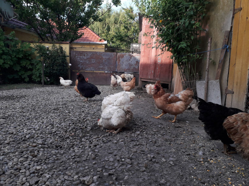  - Găini MATCĂ MATURĂ - eclozate în 2021 - fotografiate miercuri 15 mai 2024