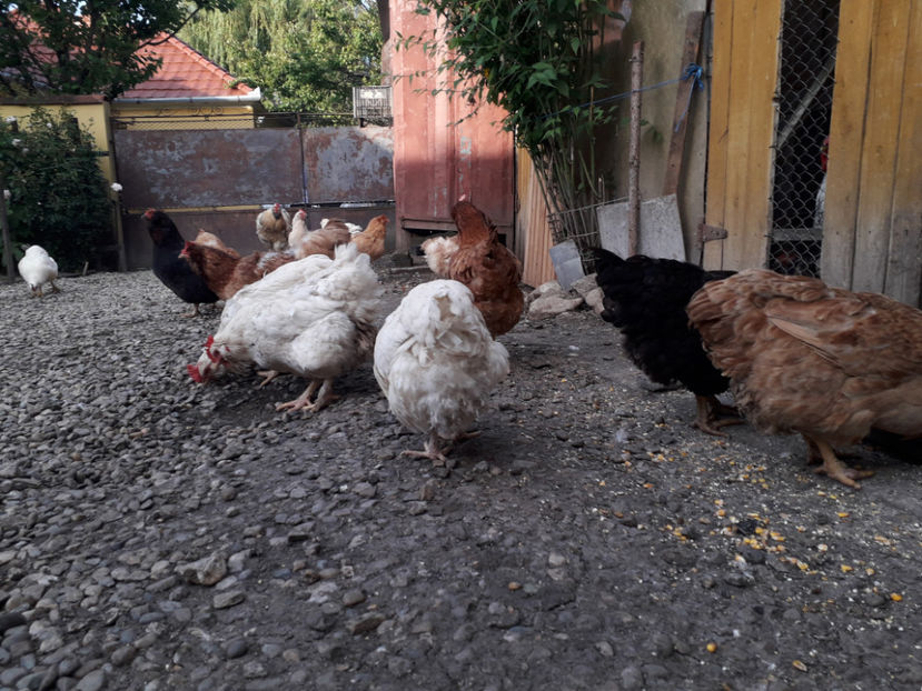  - Găini MATCĂ MATURĂ - eclozate în 2021 - fotografiate miercuri 15 mai 2024
