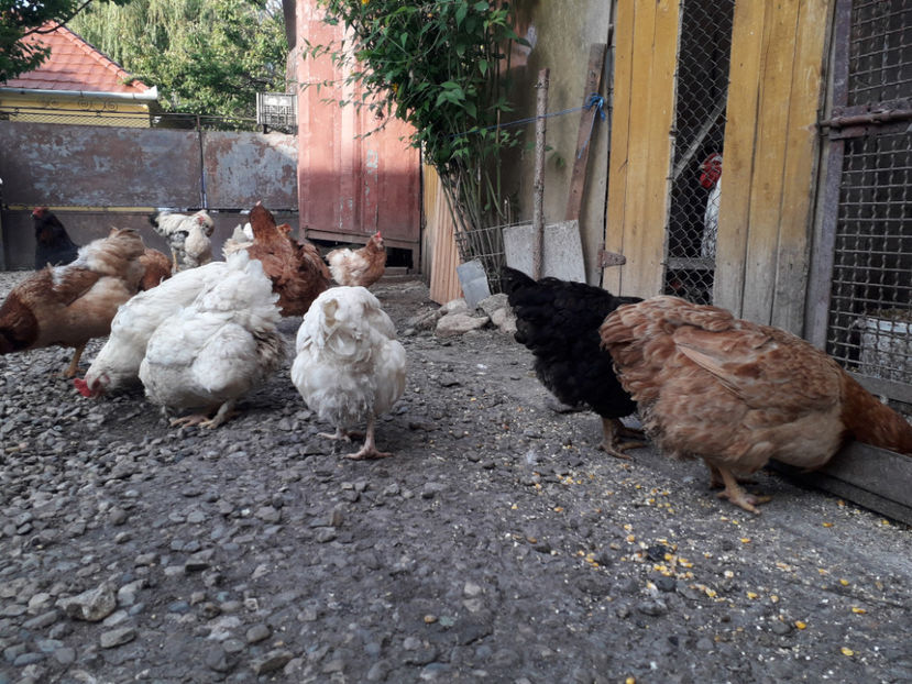  - Găini MATCĂ MATURĂ - eclozate în 2021 - fotografiate miercuri 15 mai 2024