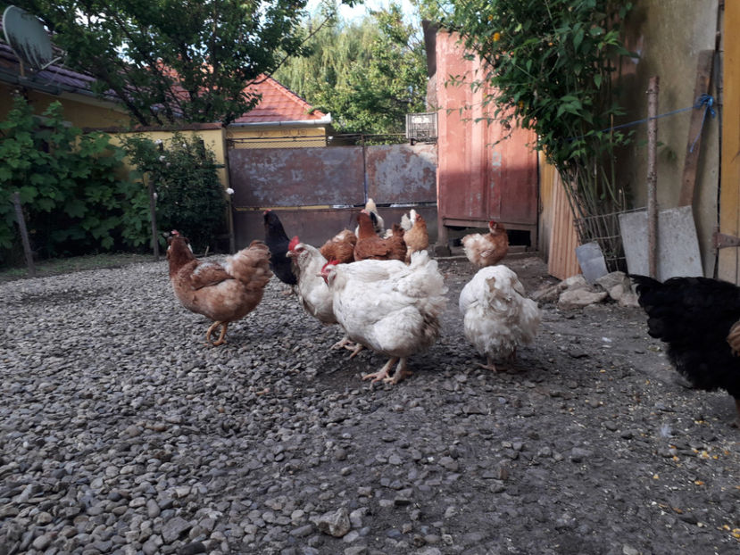 - Găini MATCĂ MATURĂ - eclozate în 2021 - fotografiate miercuri 15 mai 2024