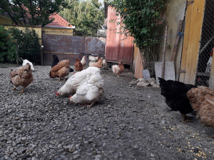  - Găini MATCĂ MATURĂ - eclozate în 2021 - fotografiate miercuri 15 mai 2024