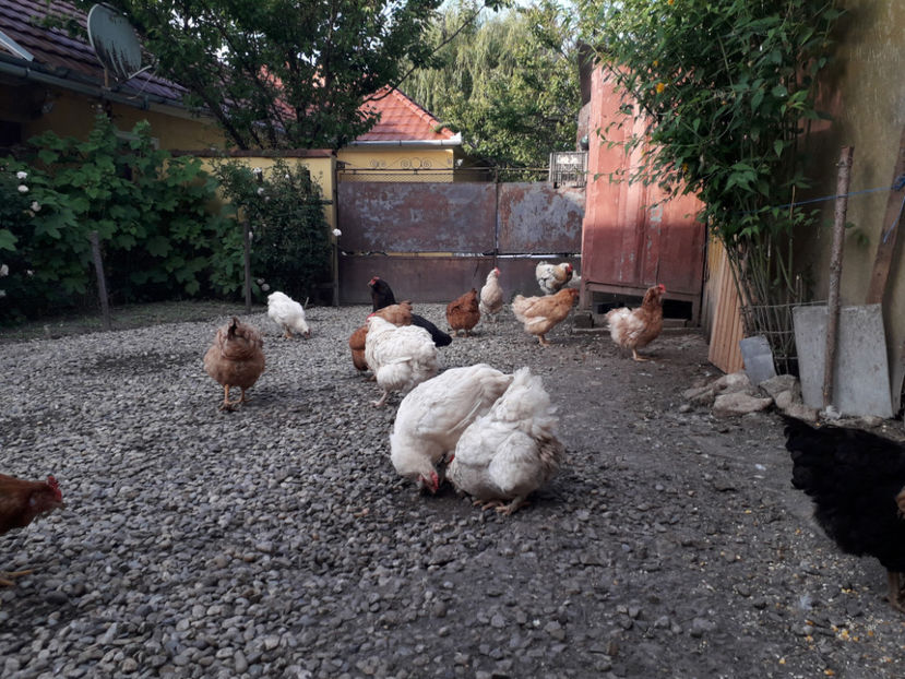  - Găini MATCĂ MATURĂ - eclozate în 2021 - fotografiate miercuri 15 mai 2024