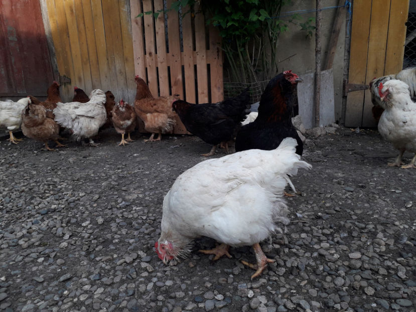 - Găini MATCĂ MATURĂ - eclozate în 2021 - fotografiate miercuri 15 mai 2024