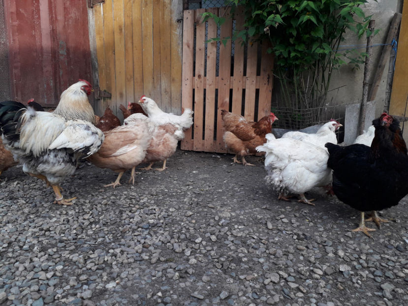  - Găini MATCĂ MATURĂ - eclozate în 2021 - fotografiate miercuri 15 mai 2024