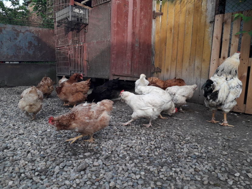  - Găini MATCĂ MATURĂ - eclozate în 2021 - fotografiate miercuri 15 mai 2024