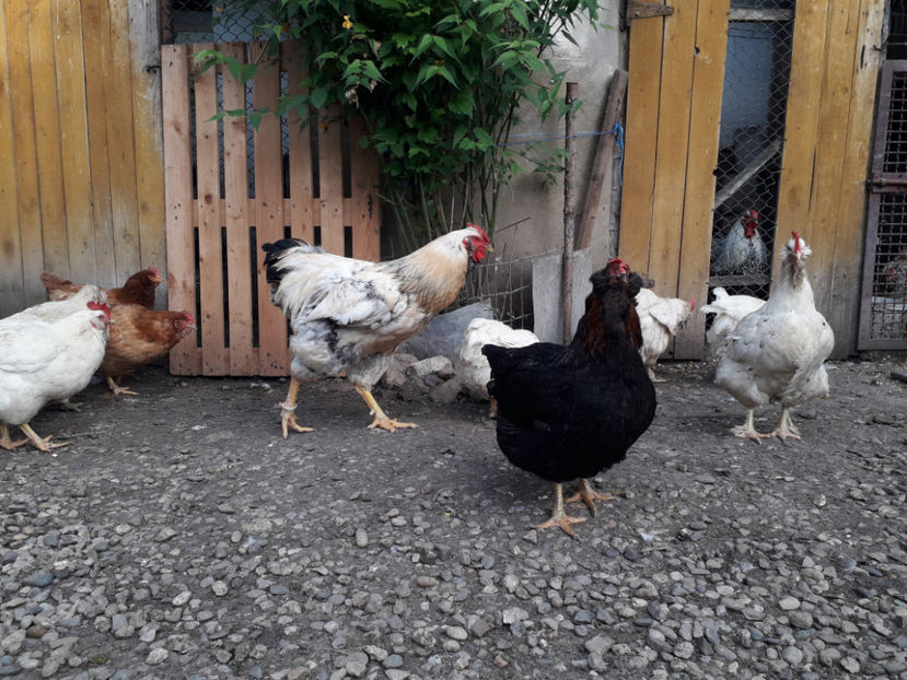  - Găini MATCĂ MATURĂ - eclozate în 2021 - fotografiate miercuri 15 mai 2024