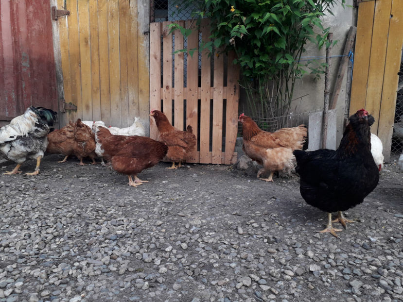  - Găini MATCĂ MATURĂ - eclozate în 2021 - fotografiate miercuri 15 mai 2024