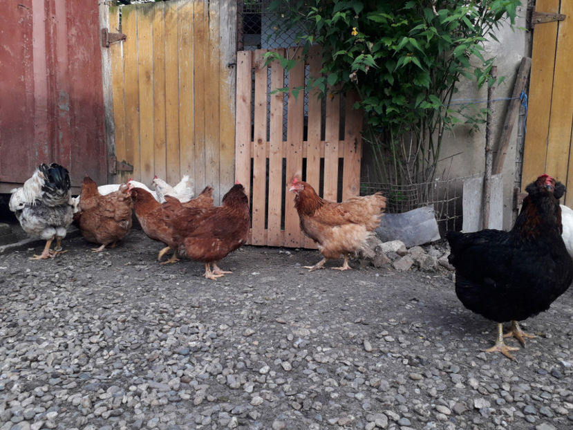  - Găini MATCĂ MATURĂ - eclozate în 2021 - fotografiate miercuri 15 mai 2024