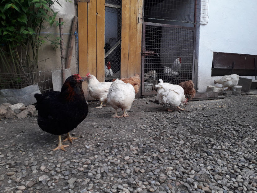  - Găini MATCĂ MATURĂ - eclozate în 2021 - fotografiate miercuri 15 mai 2024