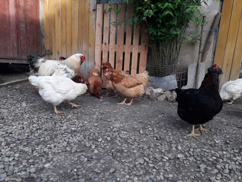  - Găini MATCĂ MATURĂ - eclozate în 2021 - fotografiate miercuri 15 mai 2024