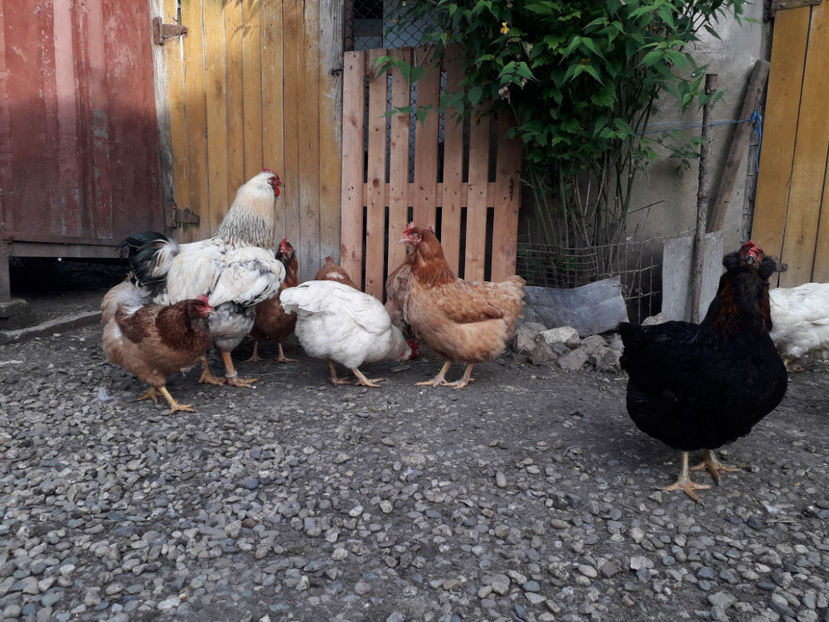  - Găini MATCĂ MATURĂ - eclozate în 2021 - fotografiate miercuri 15 mai 2024