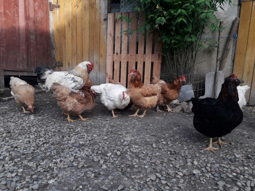 - Găini MATCĂ MATURĂ - eclozate în 2021 - fotografiate miercuri 15 mai 2024