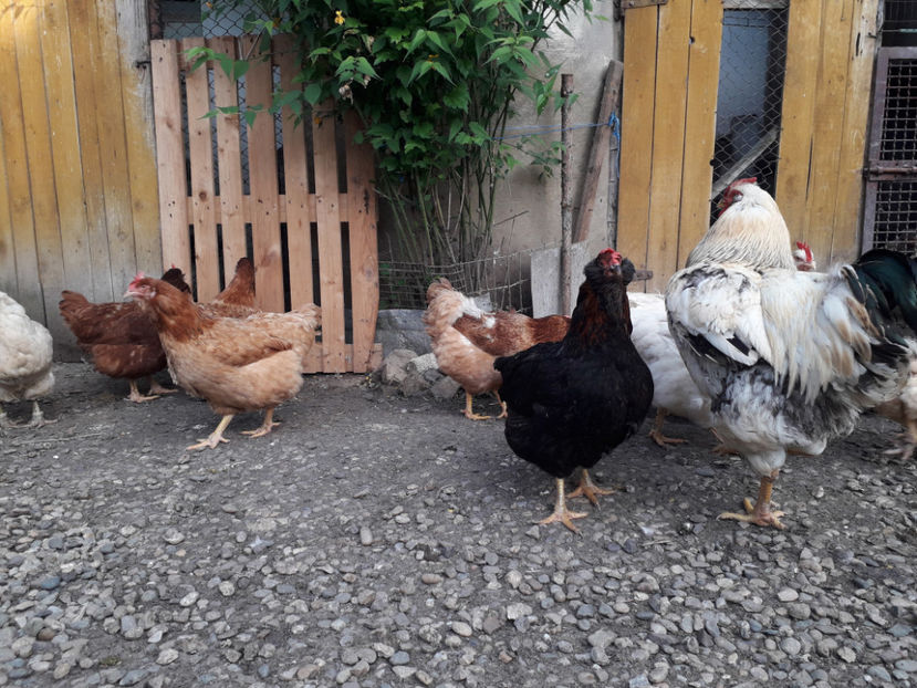  - Găini MATCĂ MATURĂ - eclozate în 2021 - fotografiate miercuri 15 mai 2024