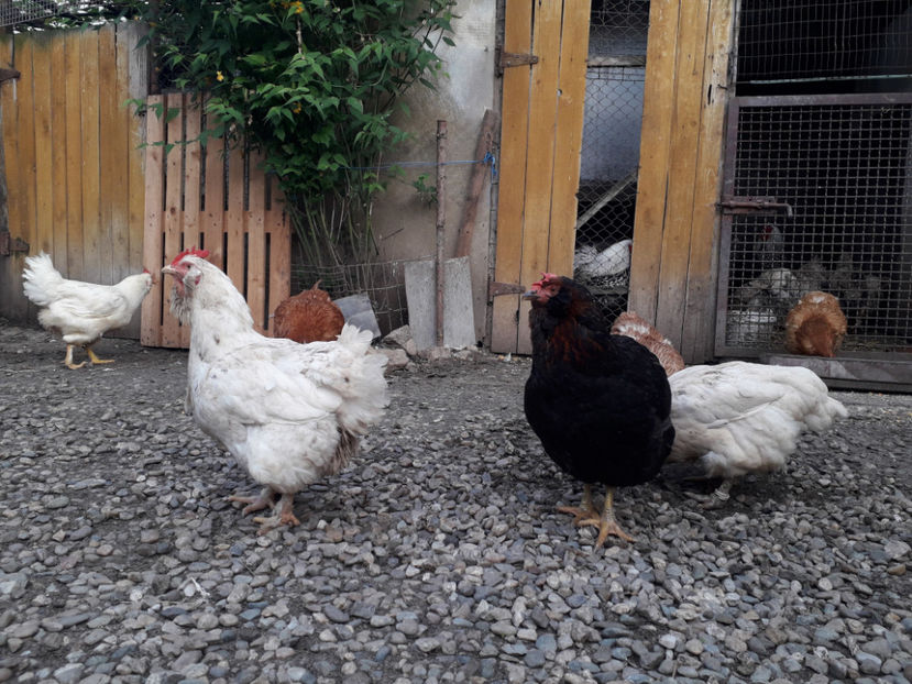  - Găini MATCĂ MATURĂ - eclozate în 2021 - fotografiate miercuri 15 mai 2024