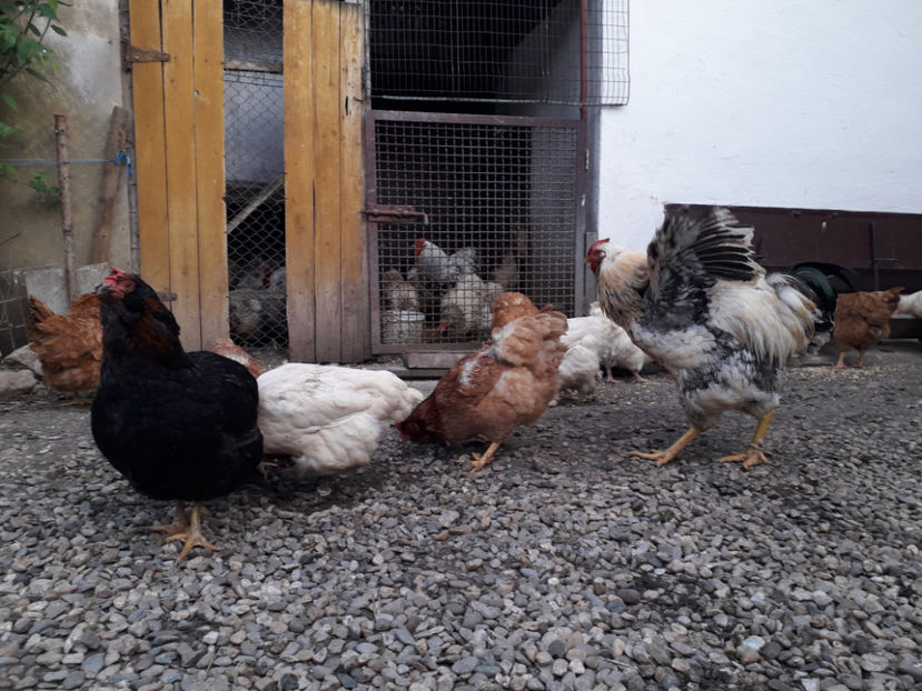  - Găini MATCĂ MATURĂ - eclozate în 2021 - fotografiate miercuri 15 mai 2024