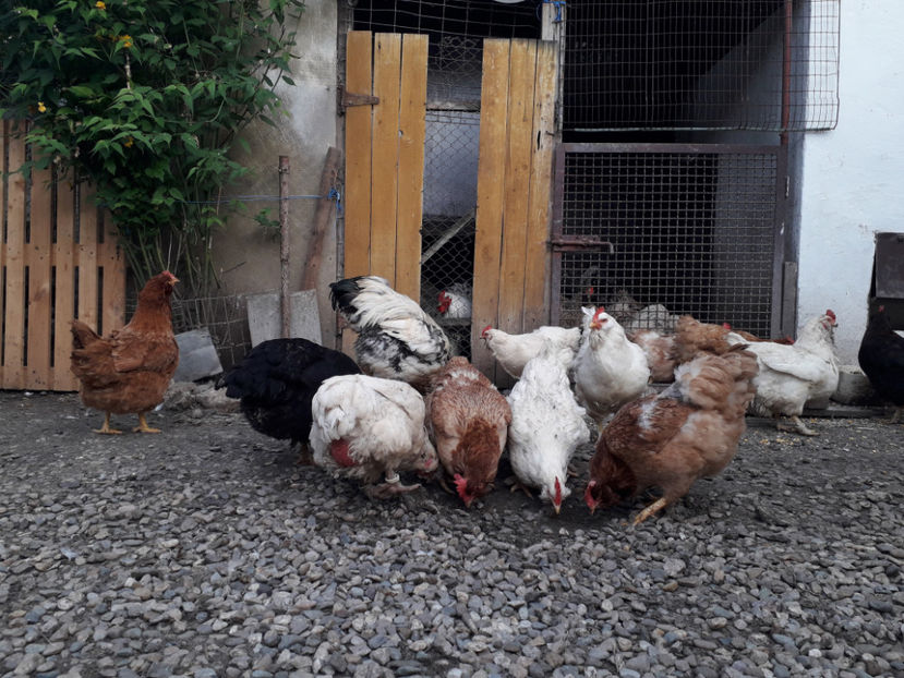  - Găini MATCĂ MATURĂ - eclozate în 2021 - fotografiate miercuri 15 mai 2024