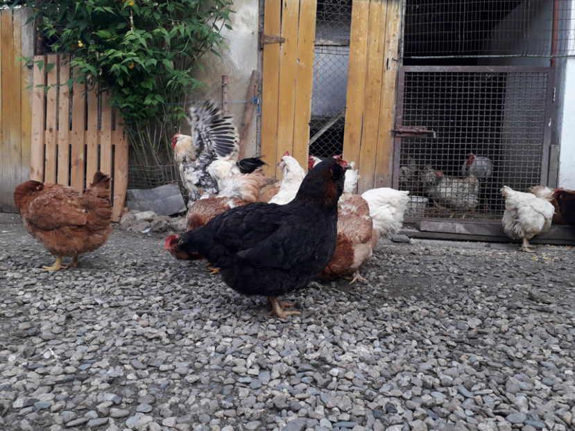  - Găini MATCĂ MATURĂ - eclozate în 2021 - fotografiate miercuri 15 mai 2024