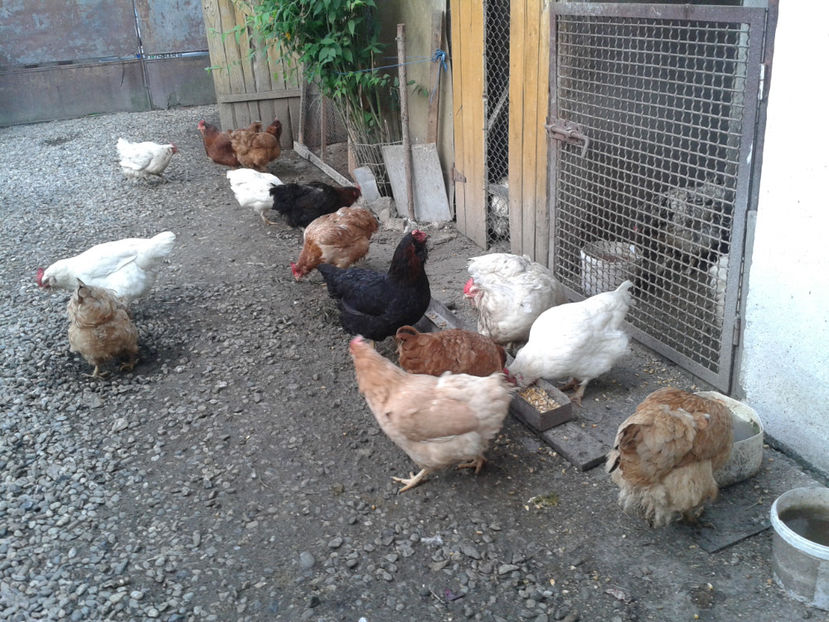  - Găini MATCĂ MATURĂ - eclozate în 2021 - fotografiate sâmbătă 18 mai 2024