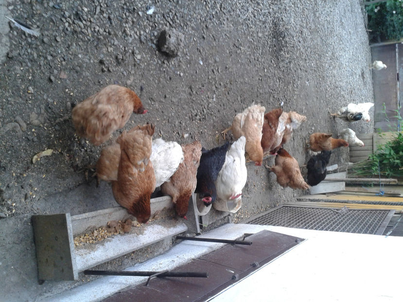  - Găini MATCĂ MATURĂ - eclozate în 2021 - fotografiate sâmbătă 18 mai 2024