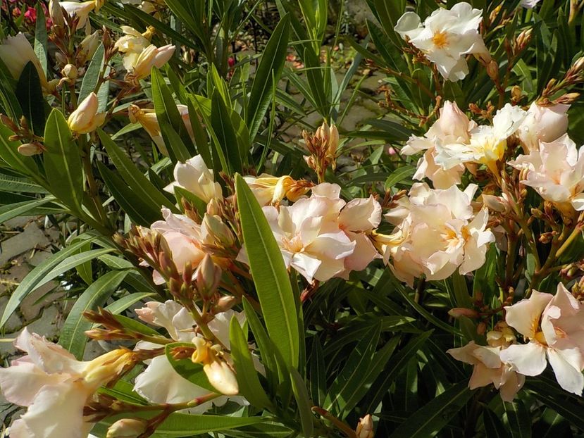  - opalos balerina nr 62