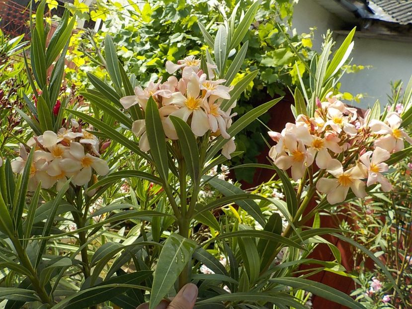  - csomori nr 49