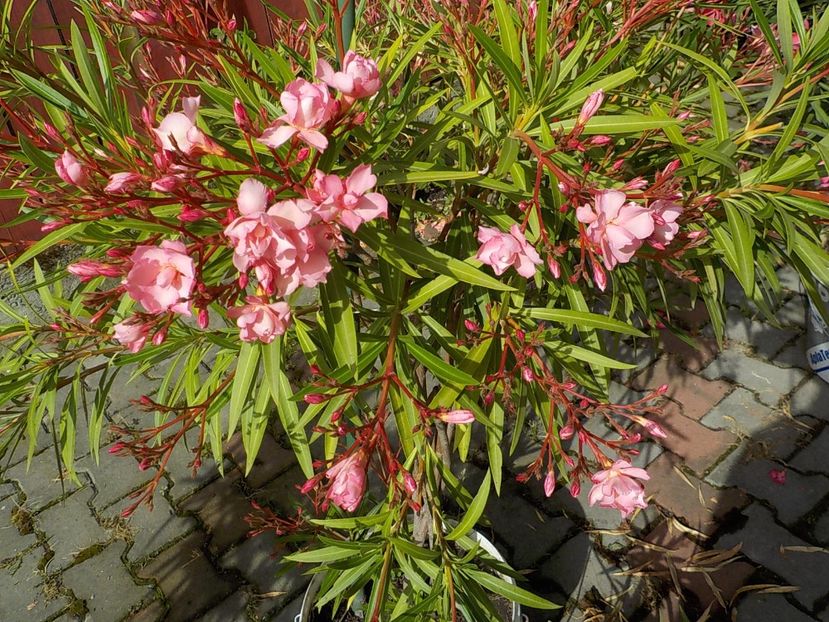  - mrs roeding nr- 53